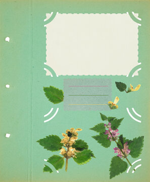 Photo album with empty photo frames with corners. Page for stories.  Scrapbook, floral elements. Page from old photo album. Dried pressed dead-nettle flowers. Postcard, banner, poster, invitations.