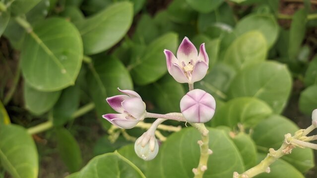 Close up macro view of calotropis procera purple and white flowers with unopened bud natural lighting photo for wild flora botany and medicinal plant concept