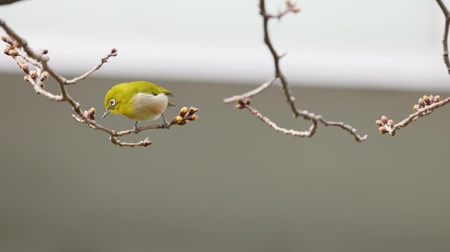 Japanese White-eye Bird Perched on Cherry Blossom Branch in Tokyo