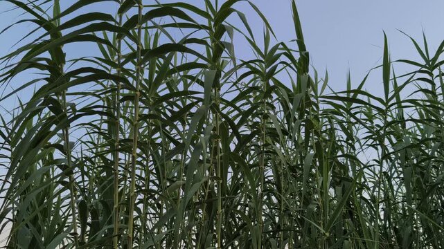 Green reeds swaying in the wind under an evening sky