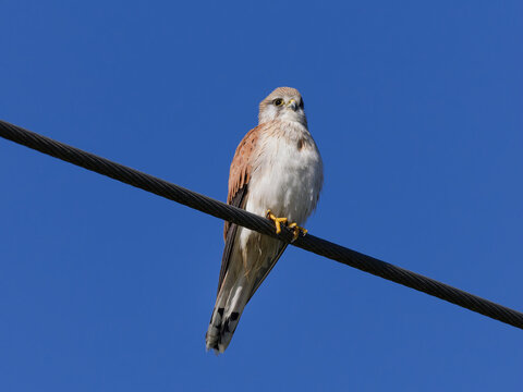 Nankeen Kestrel (Falco cenchroides) perched on a powerline with a clear blue sky background.	
