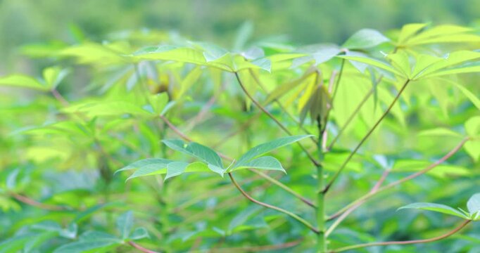 Cassava plants with fresh green leaves growing in a tropical farm under natural light, sustainable agriculture, food crops, cultivation, and rural farming