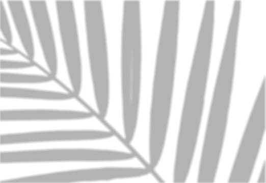 Diagonal Palm Leaf Shadow Overlay Corner Tropical Effect