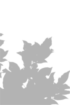Pointed Leaf Shadow Overlay Vertical Botanical Effect