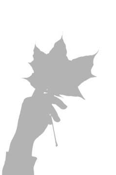 Tulip Flower Shadow Overlay Corner Botanical Effect
