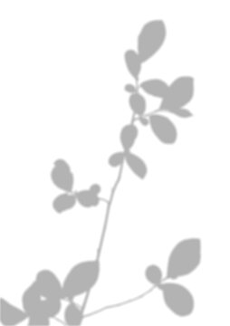 Thin Leaf Branch Shadow Overlay Vertical Nature Effect