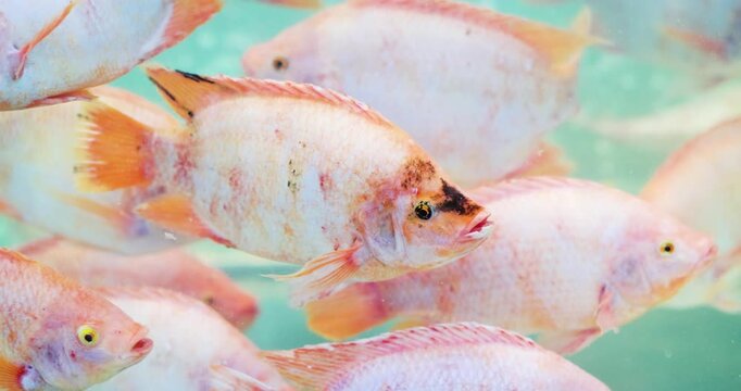 Fresh red tilapia  in an aerated water tank, freshness and food supply, freshwater fish farming and aquatic life in a fish tank, and live fish for consumption