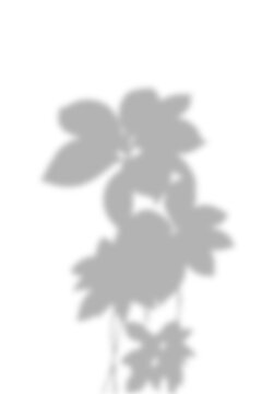 Leaf Branch Shadow Overlay Corner Botanical Effect