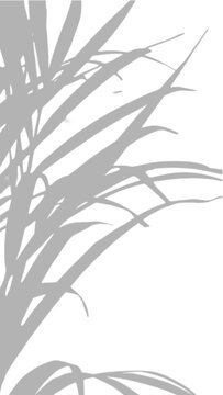 Drooping Palm Frond Shadow Overlay Corner Effect