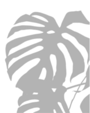 Large Monstera Leaf Shadow Overlay Full Botanical Effect