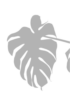 Monstera Leaf Shadow Overlay Small Botanical Effect