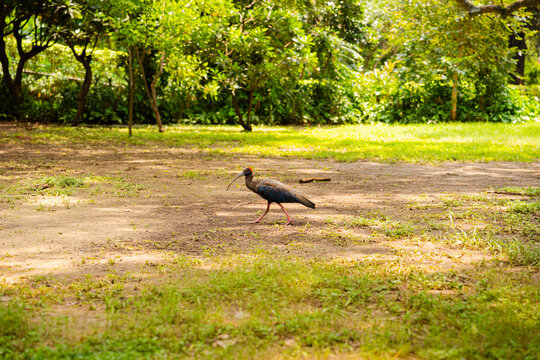 Chachalaca bird walking on the ground in a sunny tropical park landscape