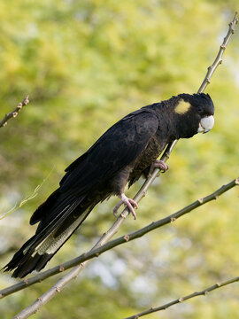 Yellow-tailed Black Cockatoo (Zanda funerea)perched on a tree branch with out of focus trees with green leaves  and backlit sky in the back ground in portrait view.