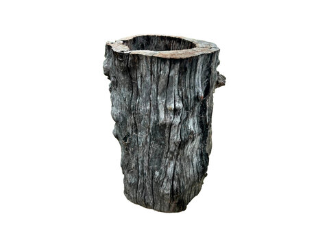Hollow old tree stump trunk weathered wood isolated on white background