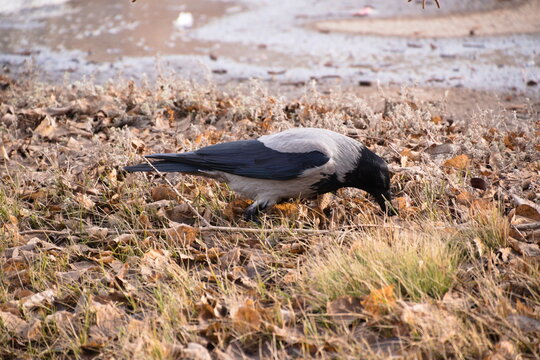 A gray crow foraging in dry yellow grass during autumn, searching for food in a natural outdoor environment.