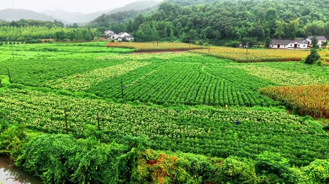 Aerial view of blooming golden mallow flower fields and rural farmland at sunset, 4K drone footage
