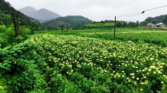 Aerial view of blooming golden mallow flower fields and rural farmland at sunset, 4K drone footage