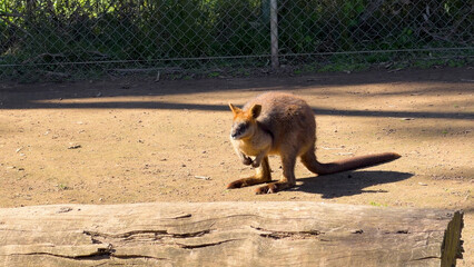 Swamp Wallaby Standing on Dirt Ground in Sunny Outdoor Enclosure © blueringmedia