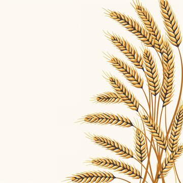 Golden Wheat Stalks Isolated On White