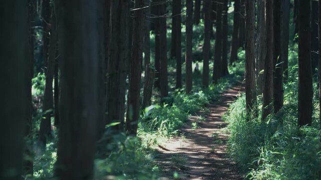 Cinematic mountain trail with swaying grass and sunlit trees in Japan