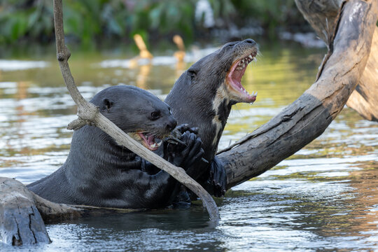 Giant Otter - Pteronura brasiliensis, large fresh water carnivore from South American rivers, Pantanal, Brazil.