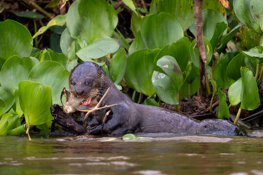Giant Otter - Pteronura brasiliensis, large fresh water carnivore from South American rivers, Pantanal, Brazil.