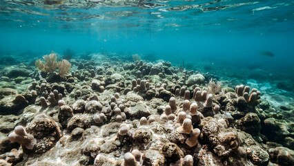 Fototapeta premium Vibrant Underwater Marine Life with Coral and Clear Blue Water