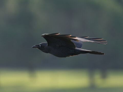 Australian Raven (Corvus coronoides) in flight with out of focus trees in background