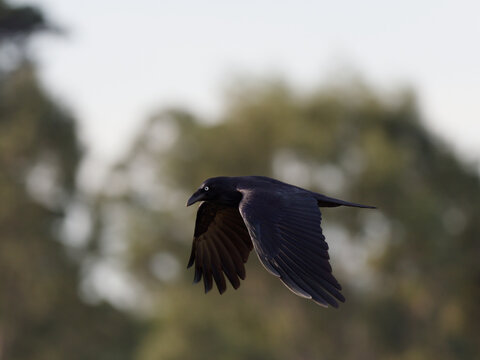 Australian Raven (Corvus coronoides) in flight with out of focus trees in background