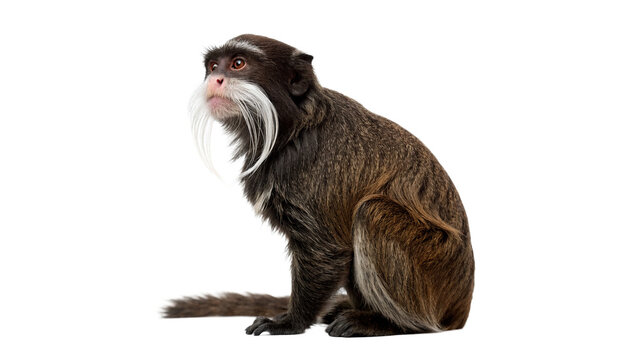 Exotic monkey sitting and looking away isolated on a white background wildlife portrait