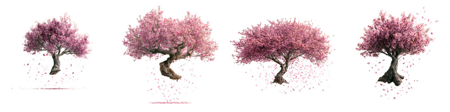 Set of four blooming cherry blossom trees isolated on transparent background