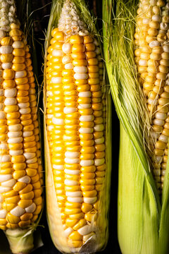 Raw uncooked fresh corn close up. Healthy farm food