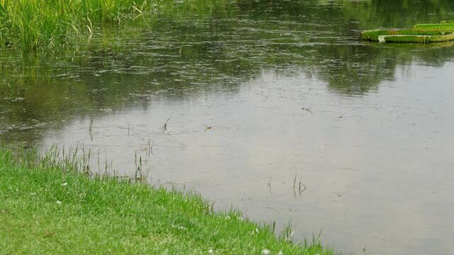 Dragonflies flying very low above a body of water (4K25p)