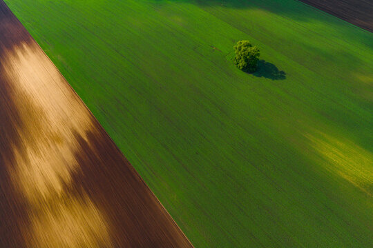 Aerial view of agricultural fields with green crops and brown tilled soil featuring a solitary tree in Mutenice, South Moravian Region, Czechia.