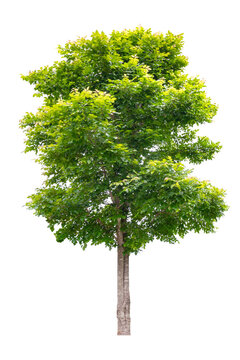Lush green tree stands tall against a white background