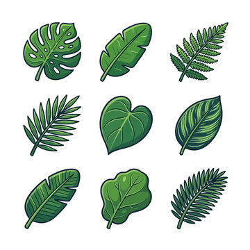 Collection of Various Tropical Botanical Leaves Isolated on a White Background Graphic Illustration