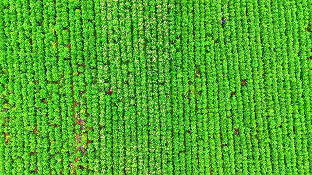 Aerial view of blooming golden mallow flower fields and rural farmland at sunset, 4K drone footage