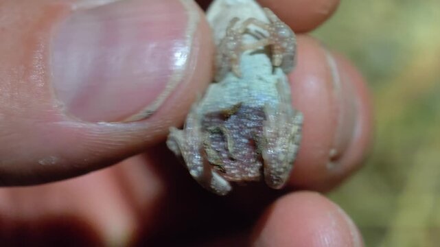 Tiny Green Toad Held Between Human Fingers Showing Its Small Scale In Cyprus, Close Up Shot