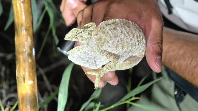 Common Chameleon Chamaeleo Chamaeleon Held In Hand During Field Study In Its Natural Habitat, Close Up Shot