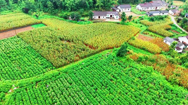 Aerial view of blooming golden mallow flower fields and rural farmland at sunset, 4K drone footage