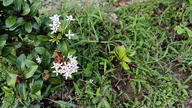 White ixora flowers blooming in tropical garden
