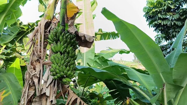 Green banana bunch growing on banana tree