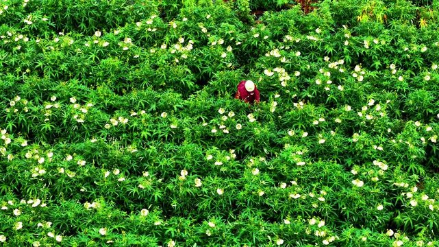 Aerial view of blooming golden mallow flower fields and rural farmland at sunset, 4K drone footage