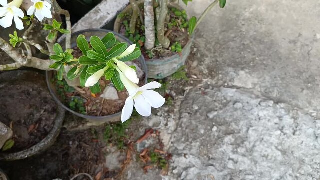 White Adenium flowers blooming in garden