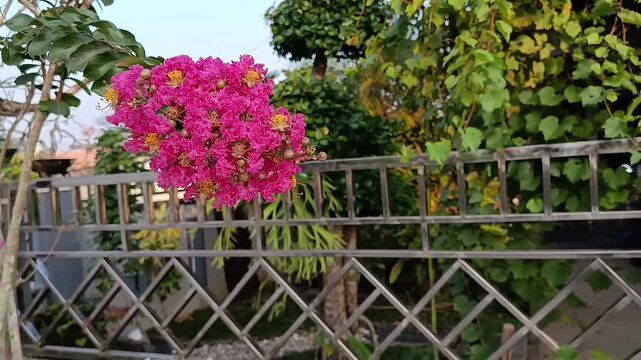 Lagerstroemia indica pink flowers blooming