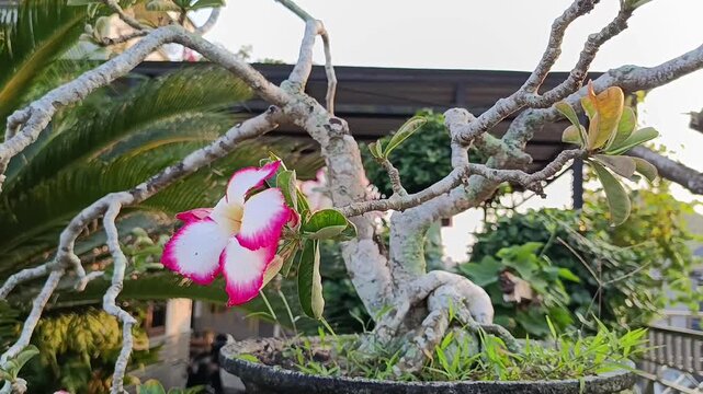 Adenium obesum white flower with red edges