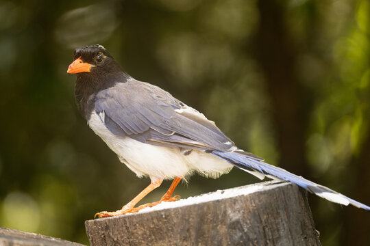 Red-billed blue magpie perched on tree stump in forest