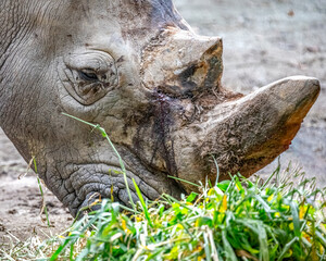 White Rhinoceros © YK