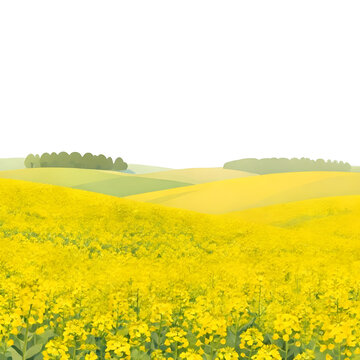 Wide shot of rolling hills covered in yellow canola flowers with a distant tree line, flat vector illustration