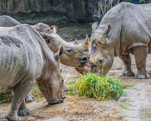 White Rhinoceros © YK